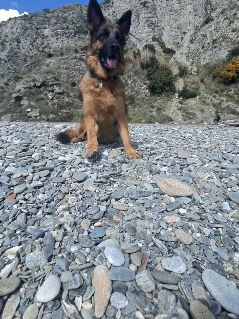 Ledarhund utan sele. Det är en chefer som står vänd mot kameran. Vilande på ledarhundensdag.