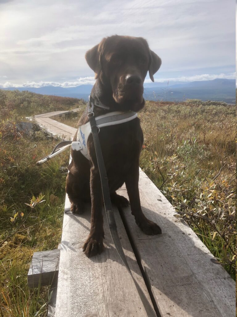 Ledarhund som sitter på en spång i fjällen.