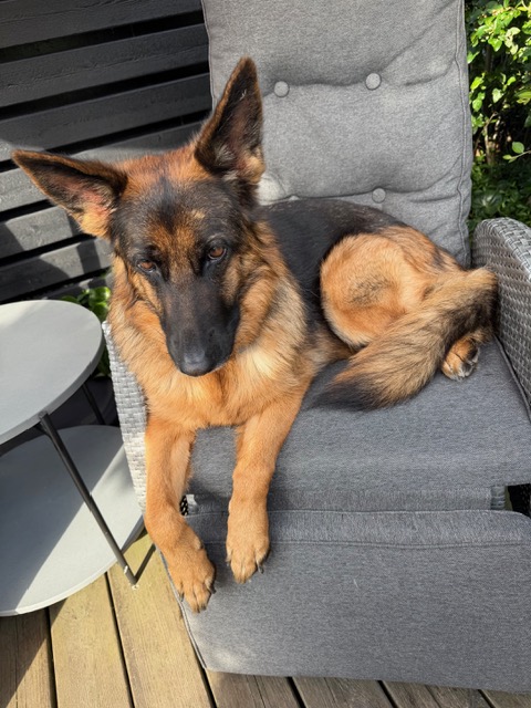 Ledarhund utan båge i solstolen